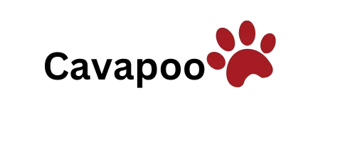 Cavapoo Info