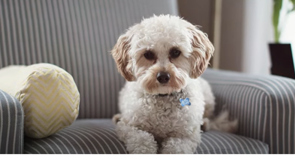 Cavapoo 001 canvapoo puppy