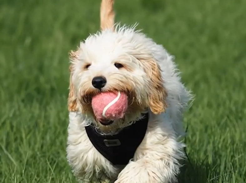 Cavapoo 12 to18 Months Cavapoo 12 to18 Months