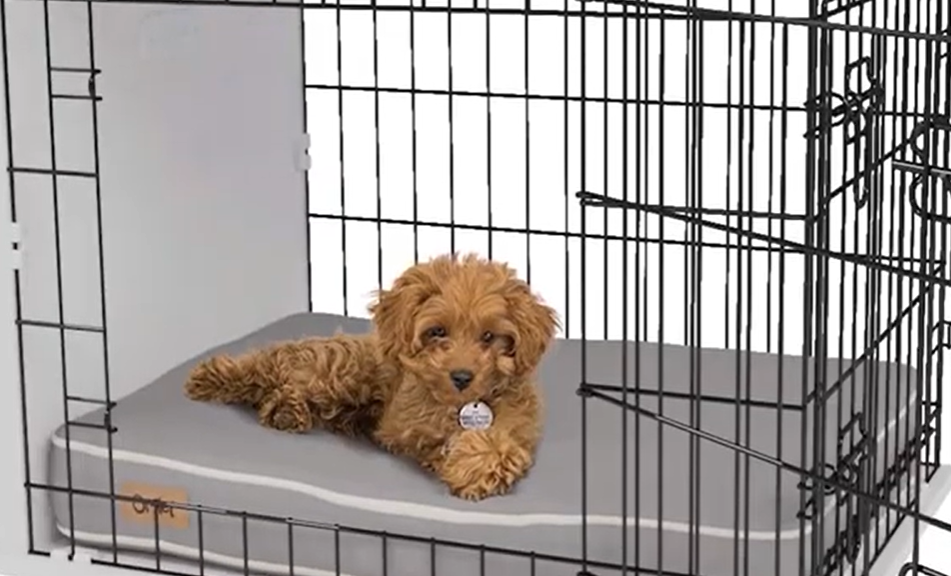 Cavapoo Behavioural Changes Cavapoo Behavioural Changes