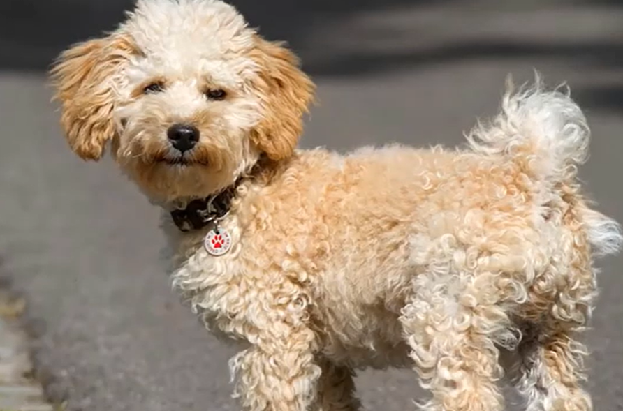 Cavapoo Body and Mind Cavapoo Body and Mind Exertion