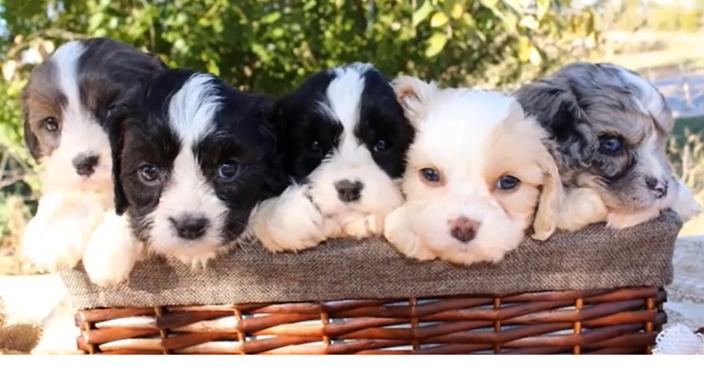 Cavapoo Coat Variability Cavapoo Coat Variability