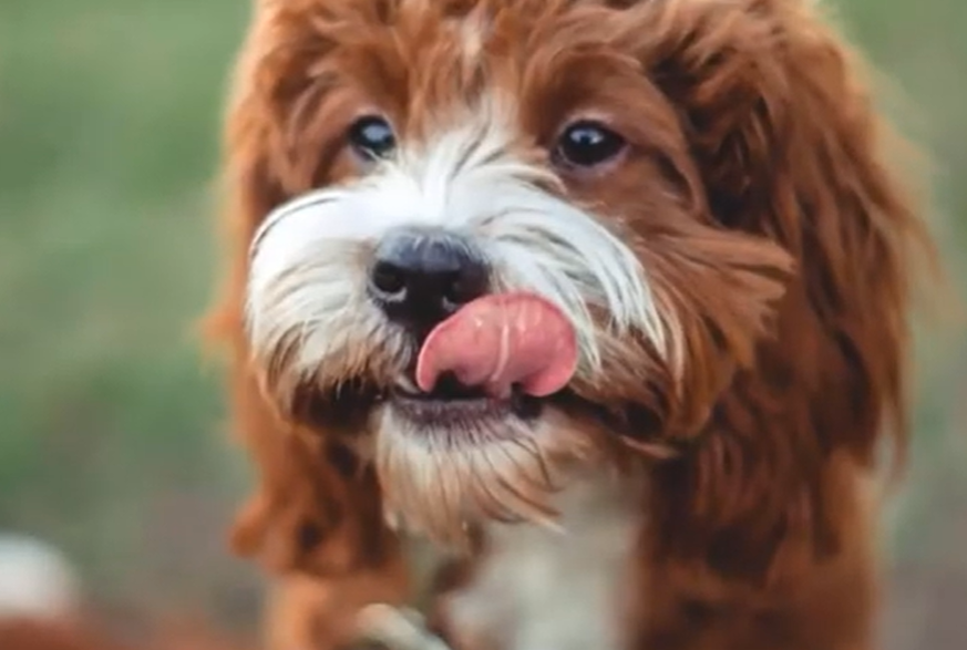 Cavapoo Diet and Nutrition Cavapoo Diet and Nutrition