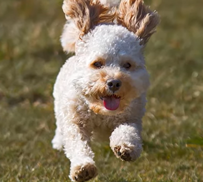 Cavapoo Health Cavapoo Health