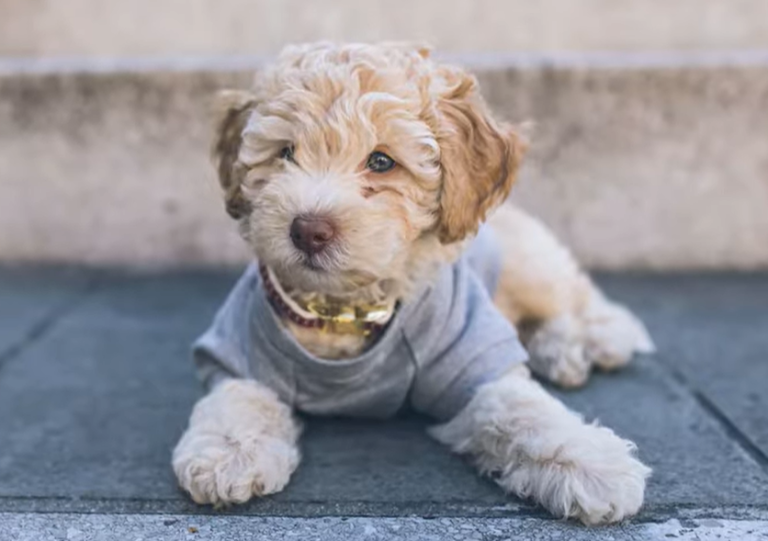 Best Cavapoo Information Guide – Breed, Care, Traits & FAQs