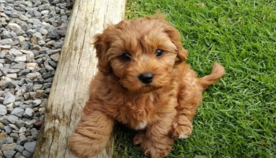 Cavapoo Puppy 0 6 months Cavapoo Puppy 0-6 months