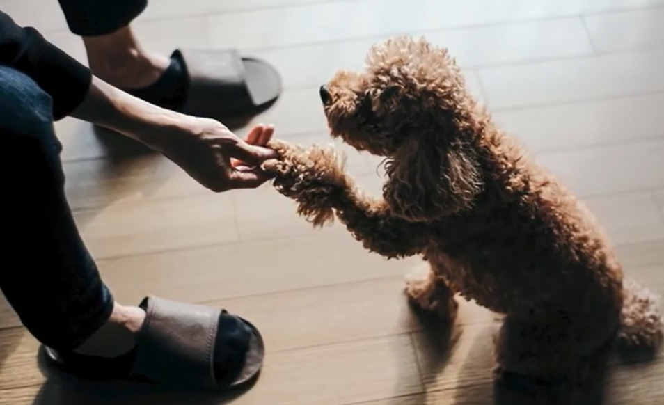 Cavapoo Safety Precautions Cavapoo Safety Precautions
