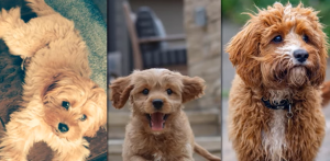 Best Cavapoo Information Guide – Breed, Care, Traits & FAQs