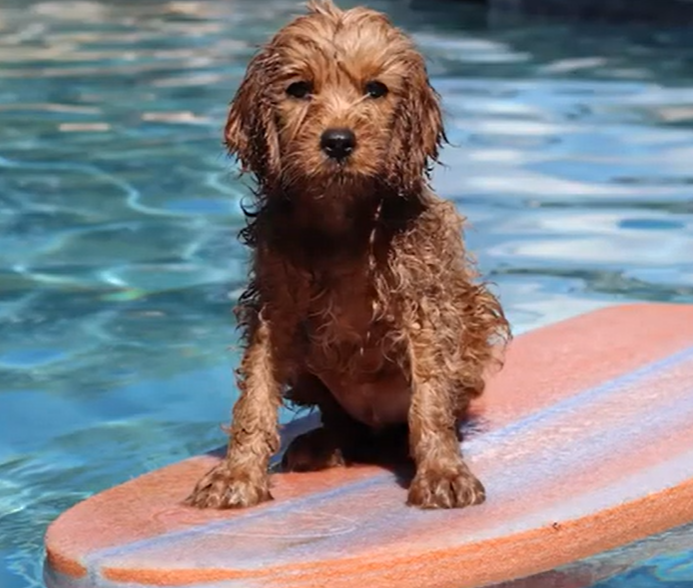 Fur Shedding And Grooming Fur Shedding And Grooming