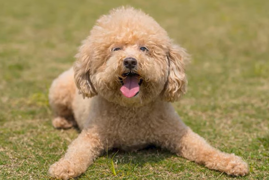 cavapoo traits cavapoo traits