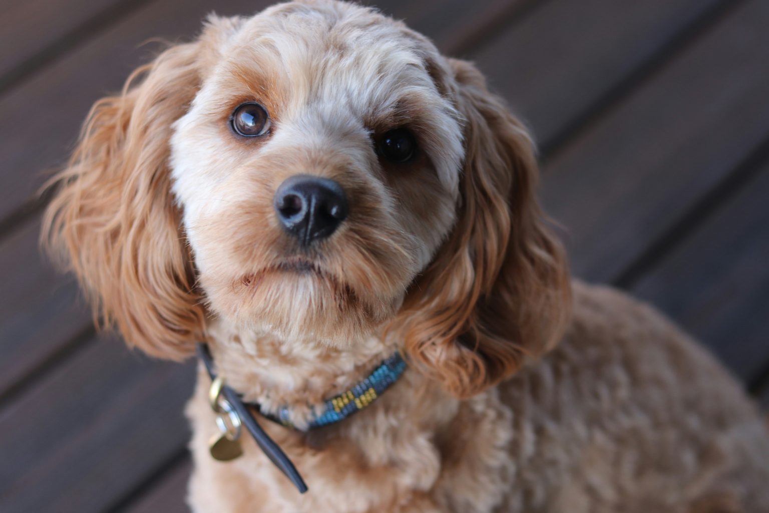 Cavapoo Lifespan How To Ensure Long Life For Your Companion