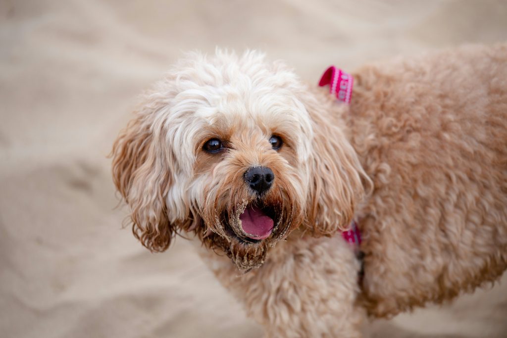 Are Cavapoos Hypoallergenic Are Cavapoos Hypoallergenic