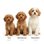 15 Stunning Cavapoo Colors & Coat Patterns With Photos