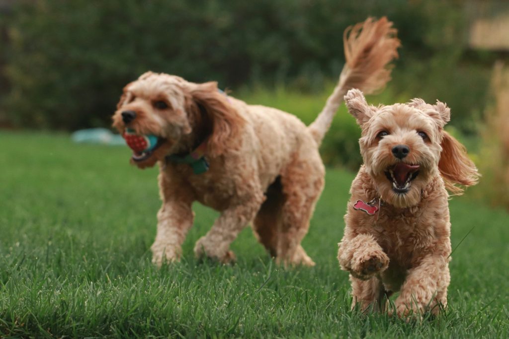 Factors About Cavapoo Size Factors About Cavapoo Size