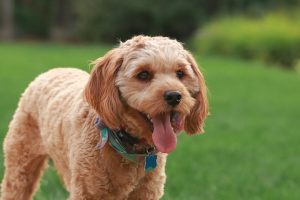 Full Grown Cavapoo Sizes: Weight, Height & Size Chart