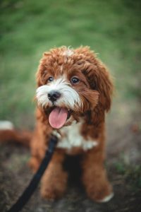 Full Grown Cavapoo Sizes: Weight, Height & Size Chart