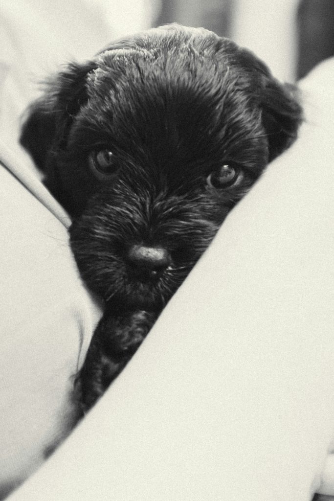 Proper Grooming Proper Grooming