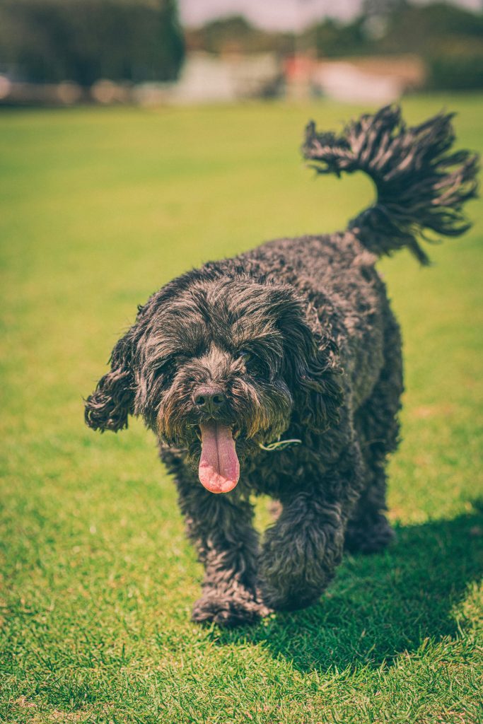 Standard Cavapoo Size Standard Cavapoo Size