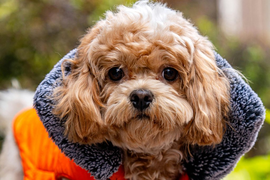 Ethical Practices Cavapoo Ethical Practices Cavapoo