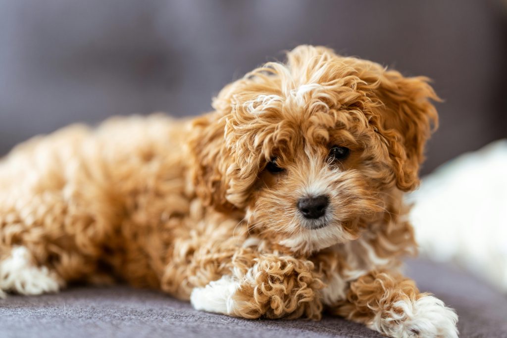 Hypothyroidism Cavapoo Hypothyroidism Cavapoo