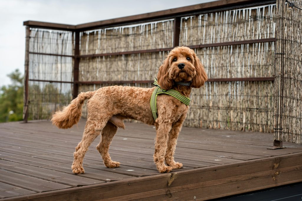 Nutritional Requirements Cavapoo Nutritional Requirements Cavapoo