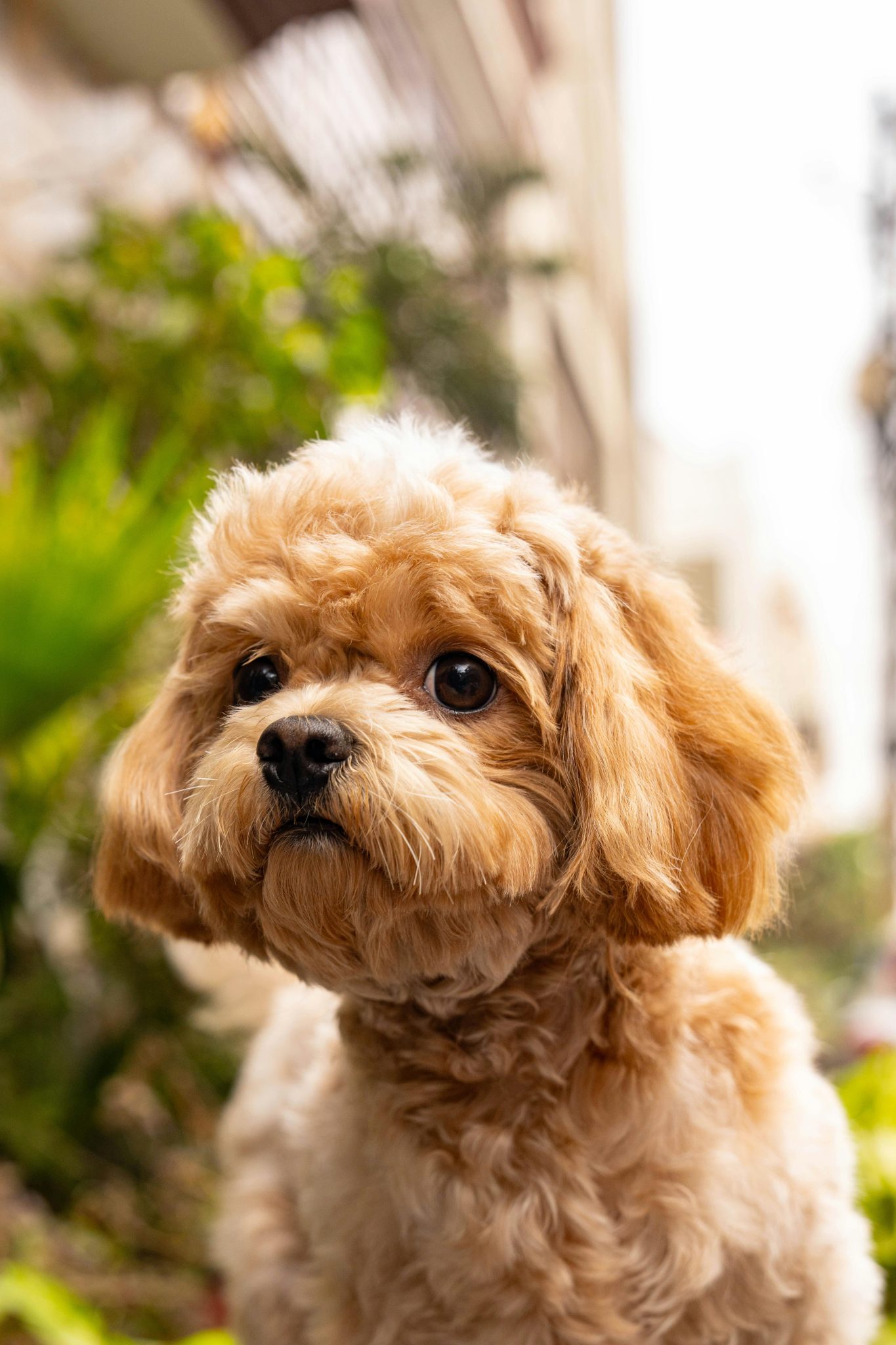 Best Cavapoo Information Guide – Breed, Care, Traits & FAQs